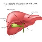 liver